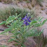 Lupinus digitatus Habit