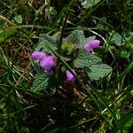 Lamium purpureum Leaf