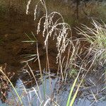 Glyceria canadensis आदत