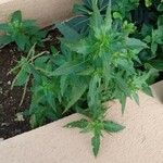 Chenopodium chenopodioides Hoja