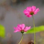 Cosmos caudatus Fiore