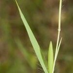 Dichanthelium acuminatum その他の提案