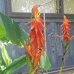 Pitcairnia brittoniana Цветок