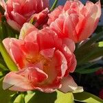 Tulipa agenensis Flower