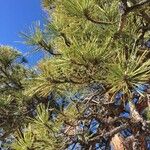 Pinus edulis ᱥᱟᱠᱟᱢ