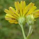 Crepis capillaris Цвят