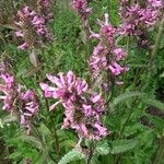 Stachys affinis Hábito