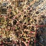 Salsola soda Hoja