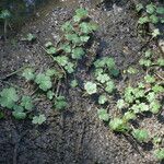 Hydrocotyle ranunculoides Yeri