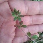 Galium rotundifolium List