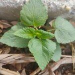 Salvia coccineaFolha