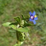 Lysimachia arvensis 花