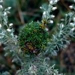 Artemisia frigida ফুল