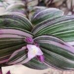 Tradescantia cerinthoidesКветка