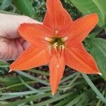 Hippeastrum puniceumKvet