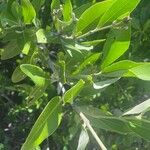 Avicennia germinans Leaf