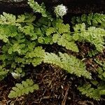 Woodsia ilvensis Hábitos