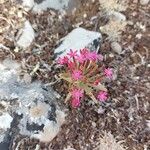 Pistorinia hispanica Çiçek