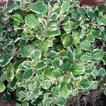 Plectranthus madagascariensis Folha