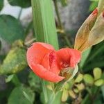 Gladiolus dalenii Floare