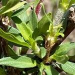 Rhodopentas parvifolia Blatt