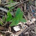 Symphyotrichum laeve Лист