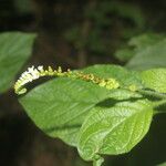 Heliotropium angiospermum Leaf