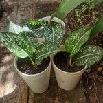 Aglaonema costatum Blatt