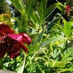 Paeonia delavayi Flower