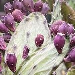 Opuntia stricta Fruit