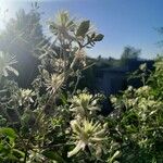 Clematis campestris Flor