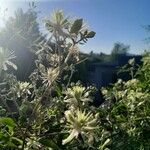 Clematis campestris Кветка