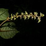 Bertiera bracteosa Flower