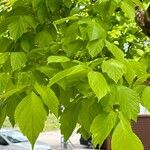 Acer cissifolium Blad