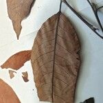 Hirtella suffulta Leaf