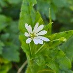 Stellaria nemorum Květ