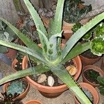 Aloe vera 葉