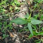 Spigelia anthelmia Tervik taim