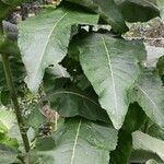 Inula racemosa