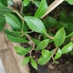 Maytenus boaria Hoja
