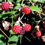 Rubus ulmifoliusFruct