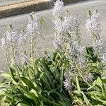 Camassia cusickii Flower