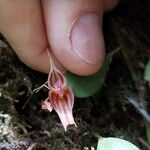 Trichosalpinx orbicularis Цвят