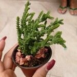 Crassula muscosaLiść