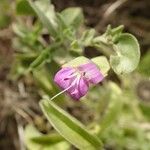 Dicliptera napierae Elinympäristö