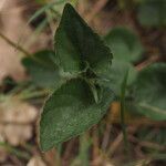 Viola riviniana 葉