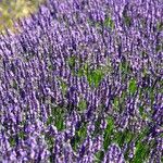 Lavandula × intermedia Flower