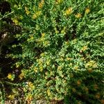 Hypericum linarioides Hábito