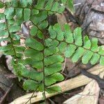 Adiantum terminatum Лист