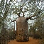 Adansonia gregorii Rusca